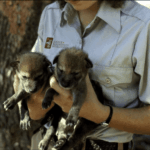 Screenshot 2025-06-02 at 11.05.23 PM-min